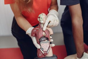 Anatomy