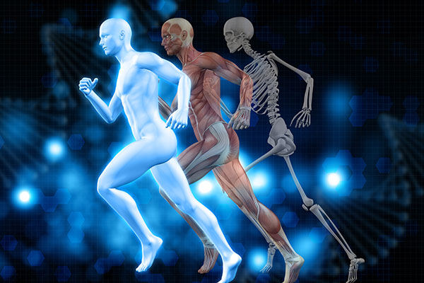 Anatomy