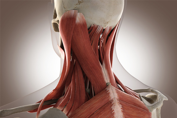 The Muscular System Explained Simply