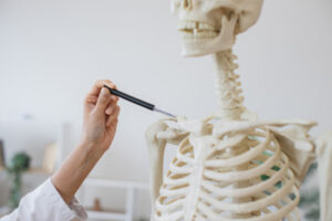 The Skeletal System Explained Simply