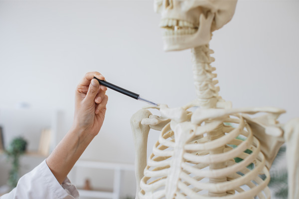The Skeletal System Explained Simply