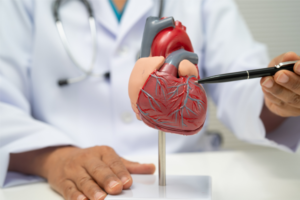 Understanding the Circulatory System