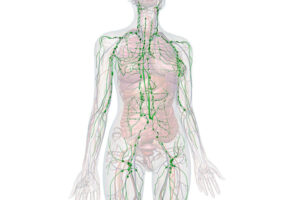 Understanding the Lymphatic System