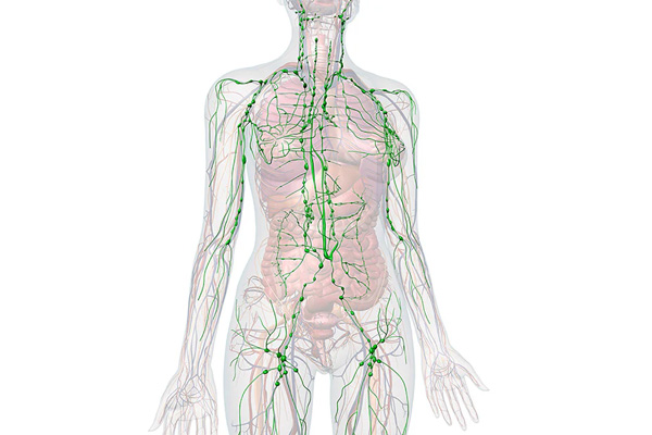 Understanding the Lymphatic System