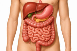 The Digestive System Explained for Students